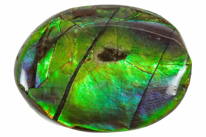 Flashy Ammolite (Fossil Ammonite Shell) - Greens & Blues #357624